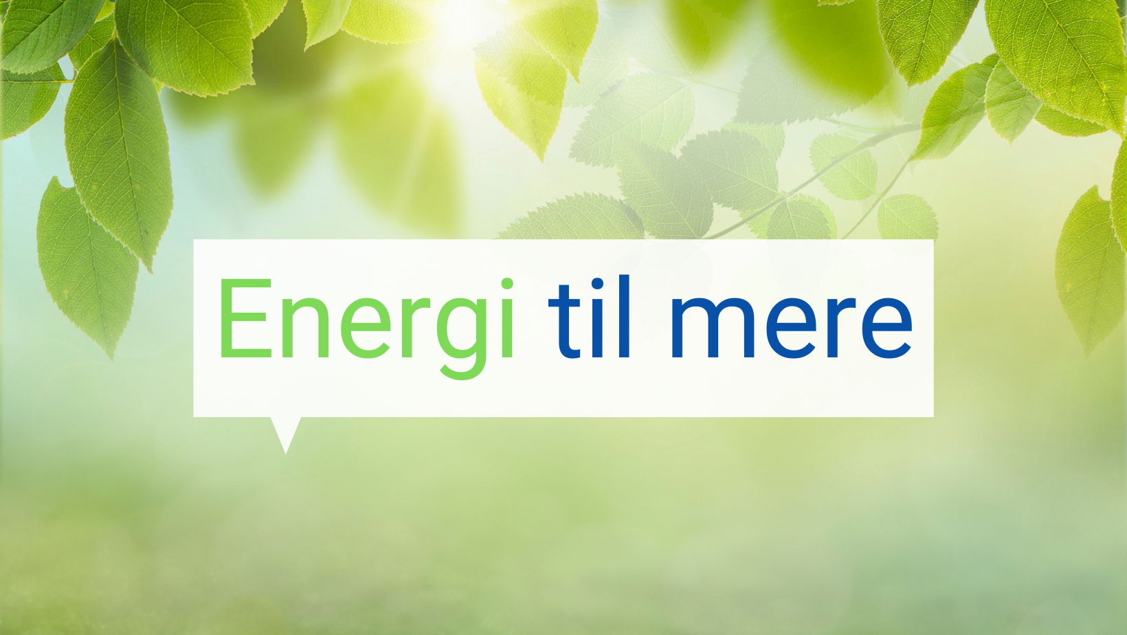 Organisation, direktion og bestyrelse