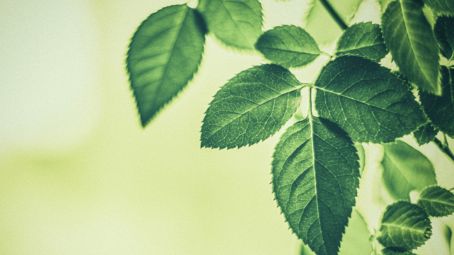 Rekrutteringen af ny administrerende direktør er nu offentliggjort