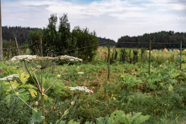 Kæmpe-bjørneklo i naturen