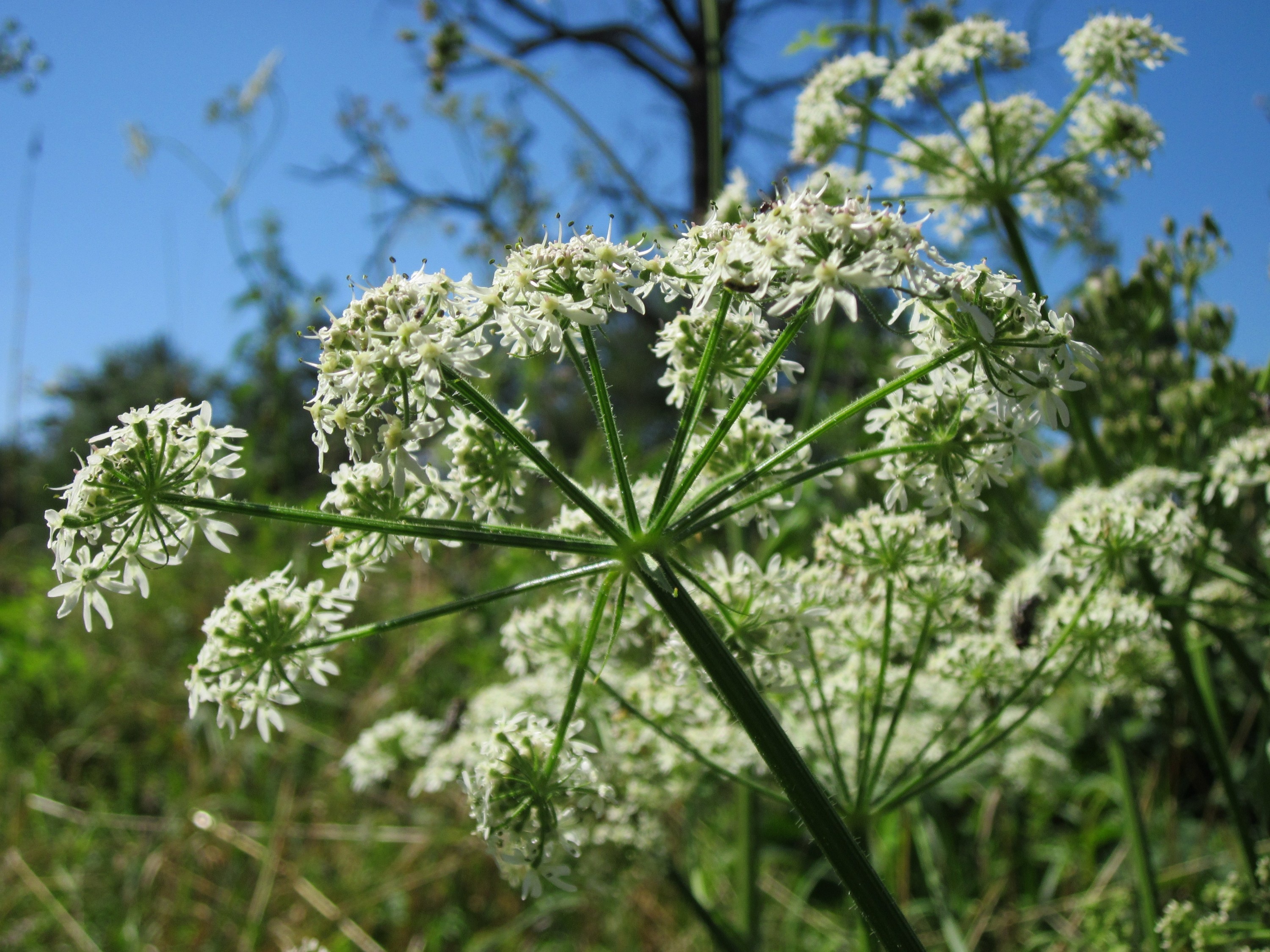 Bekæmp Kæmpe-bjørneklo før den går i blomst (inden 15. maj)