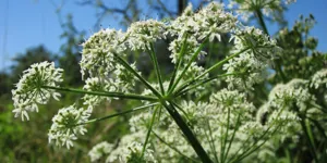 Bekæmp Kæmpe-bjørneklo før den går i blomst (inden 15. maj)